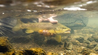 Yellowstone National Park Trout