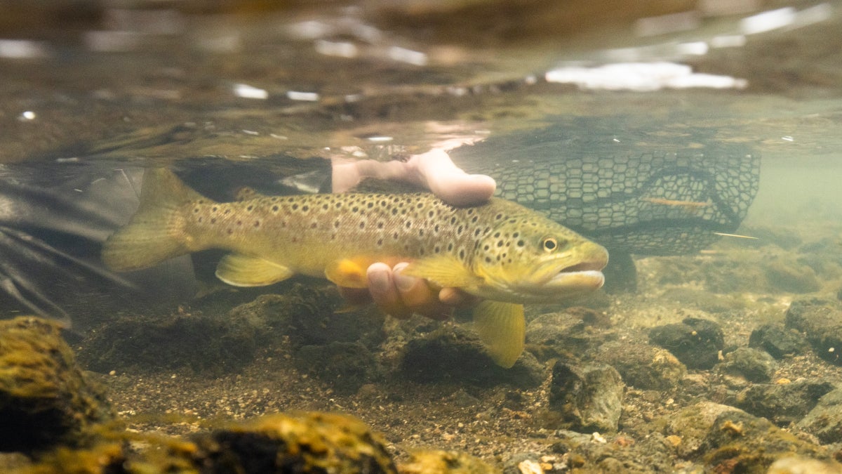 Protecting Native Trout in Yellowstone