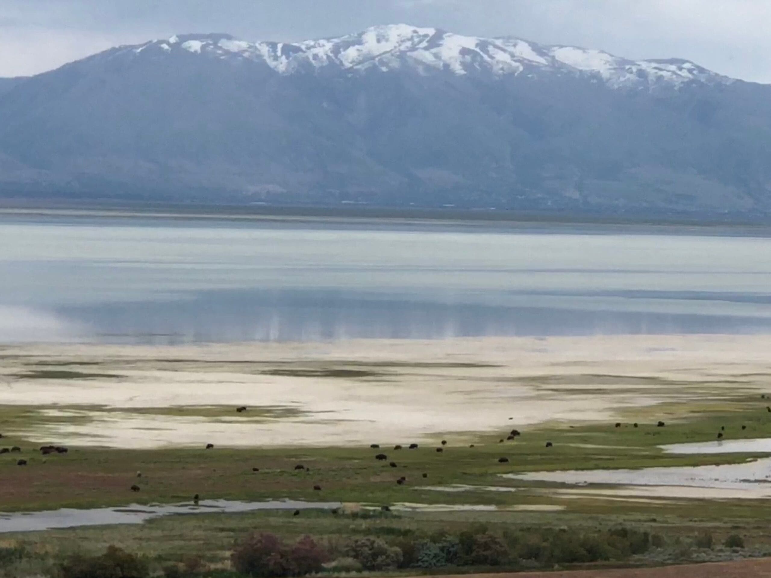 tiny bison grazing on the shore with a mountain in the background