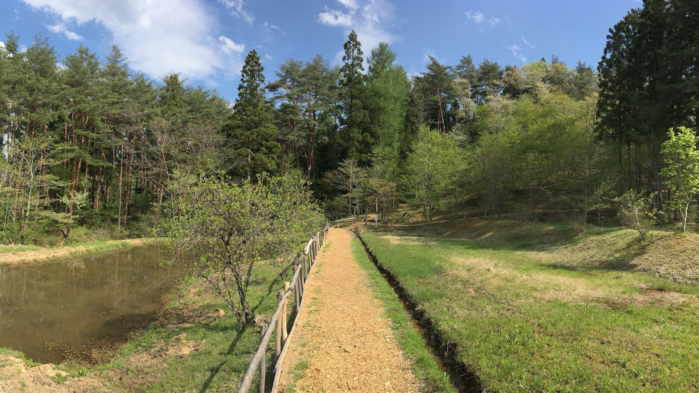 path surrounded by trees