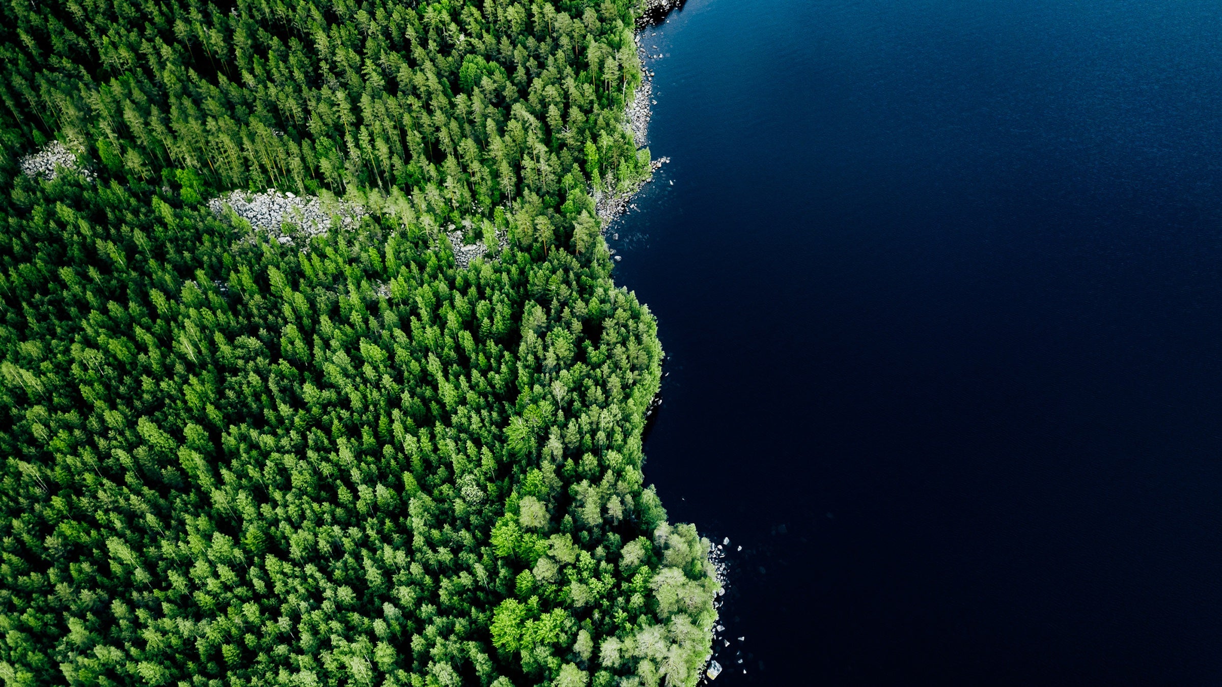birds eye view of water meeting forest