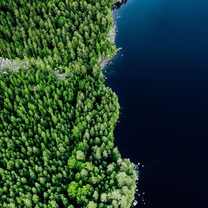birds eye view of water meeting forest