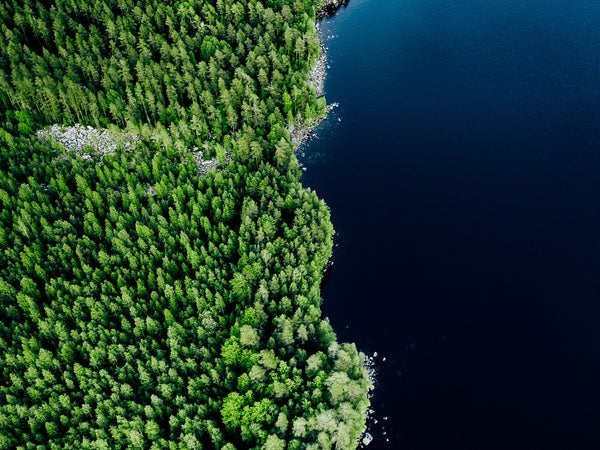 birds eye view of water meeting forest