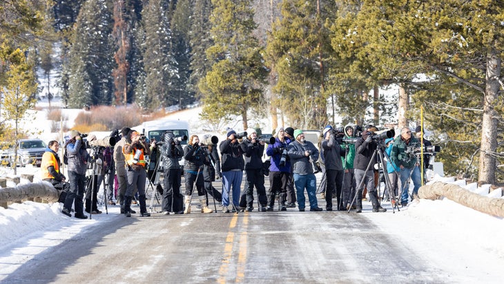 group of people standing watching for wolves in road