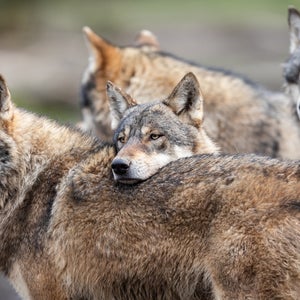 pack of wolves