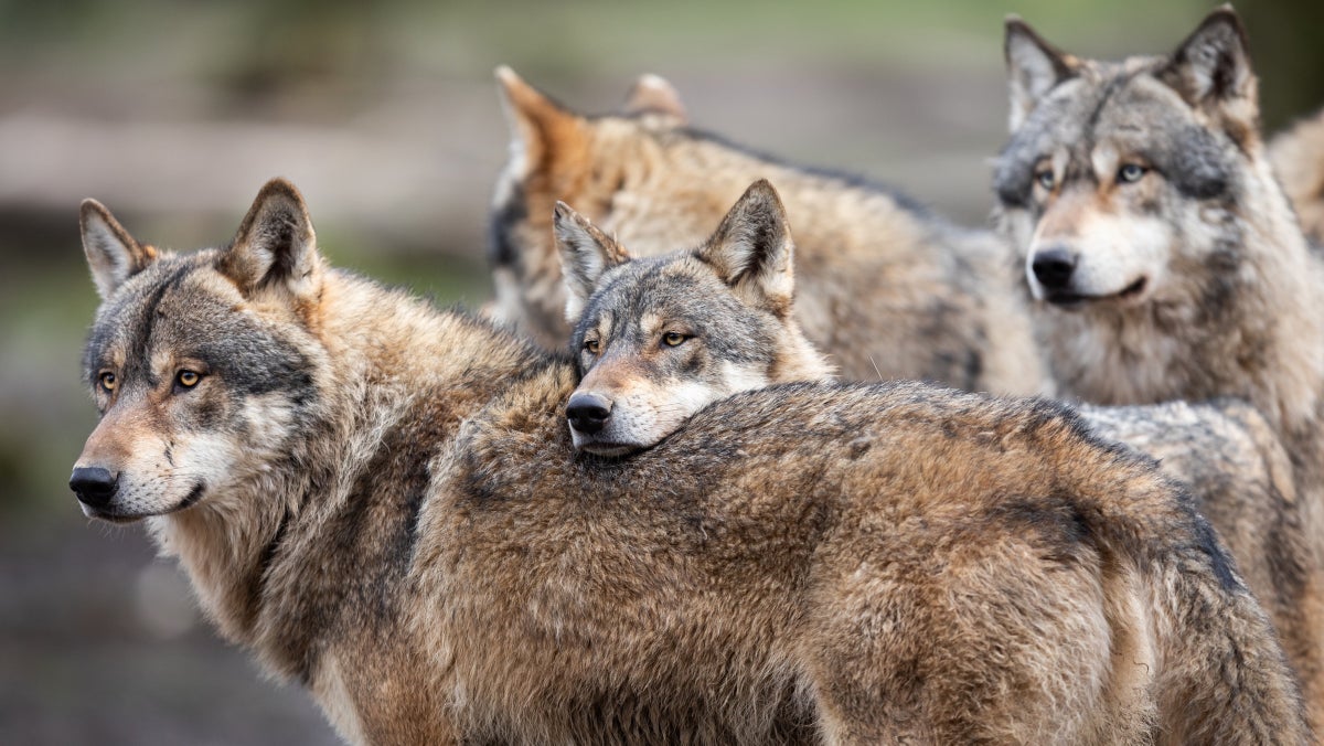 How Wolves Became Yellowstone’s $82 Million Tourist Attraction