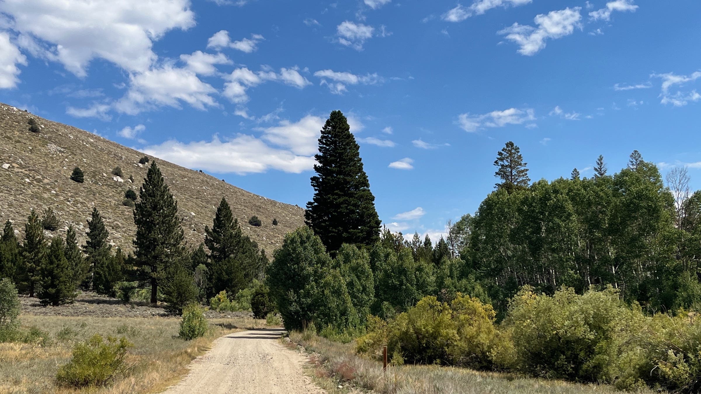 Dirt road in the woods
