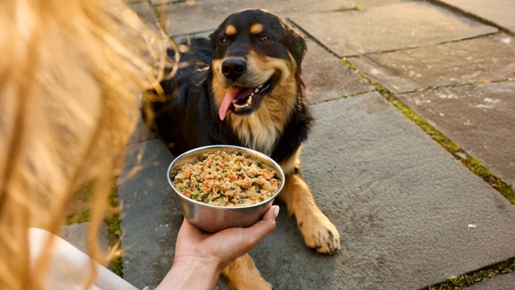 Your Adventure Dog Benefits from a Healthy Diet and Exercise, Just Like You Your Adventure Dog Benefits from a Healthy Diet and Exercise, Just Like You