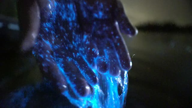 The 9 Best Bioluminescence Tours in the World