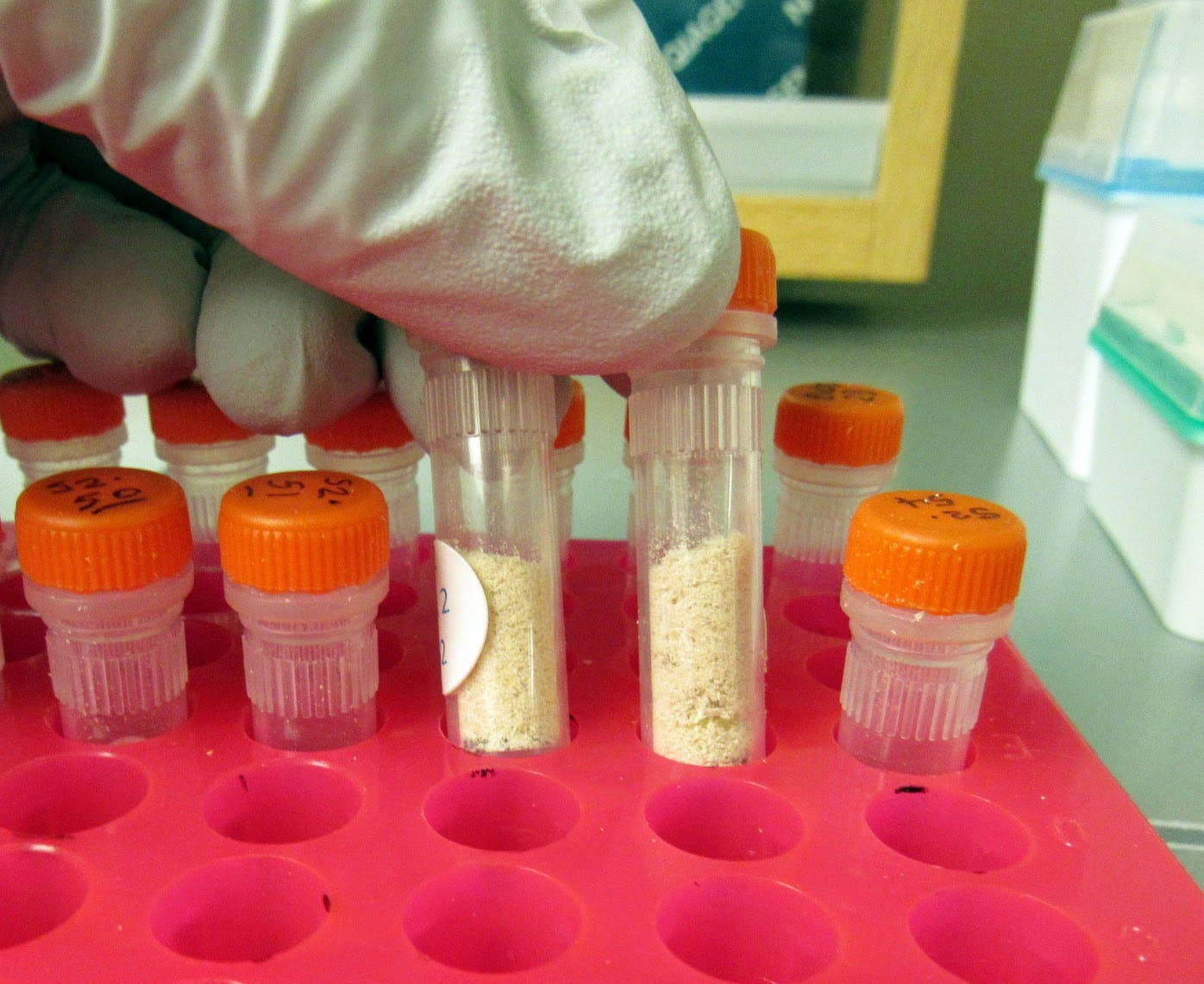 powdered maple sawdust in a test tube