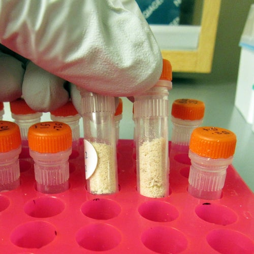 powdered maple sawdust in a test tube