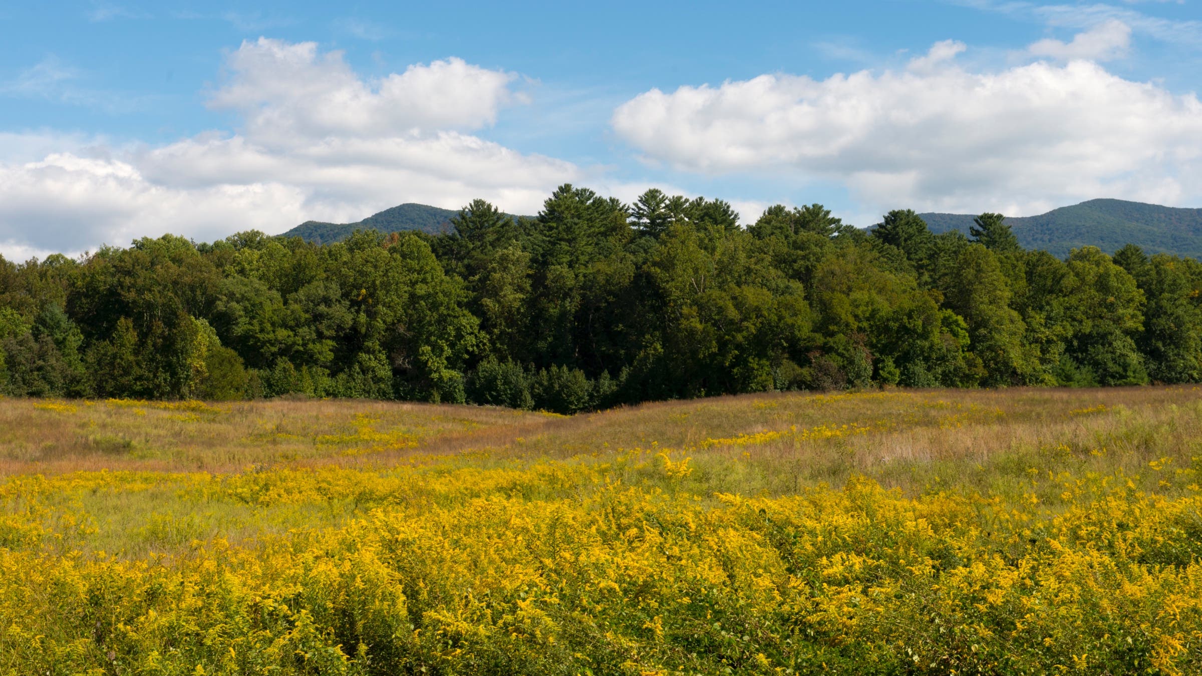 UNITED STATES - 2015/09/19: Goldenrod flowers in Cades Cove, Great Smoky Mountains National Park in Tennessee, USA. (Photo by Wolfgang Kaehler/LightRocket via Getty Images)
