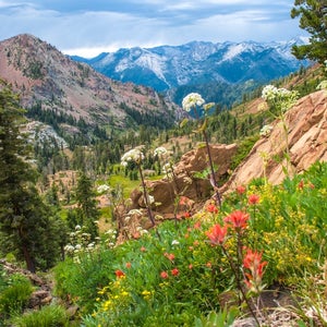 Summer bloom in the Trinity Alps Wilderness. Northern California
