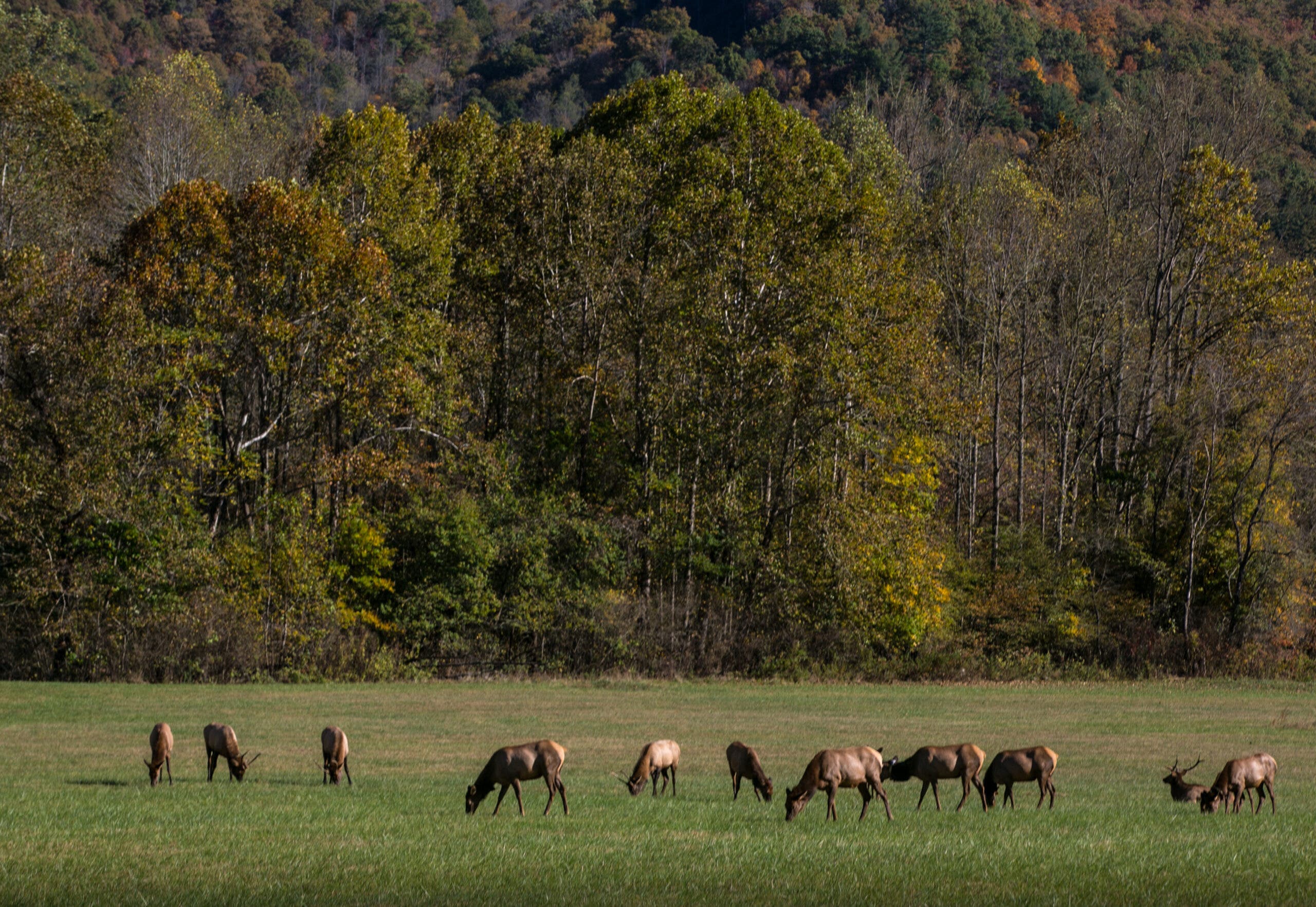 Elk in Great Smoky Mountains National Park
