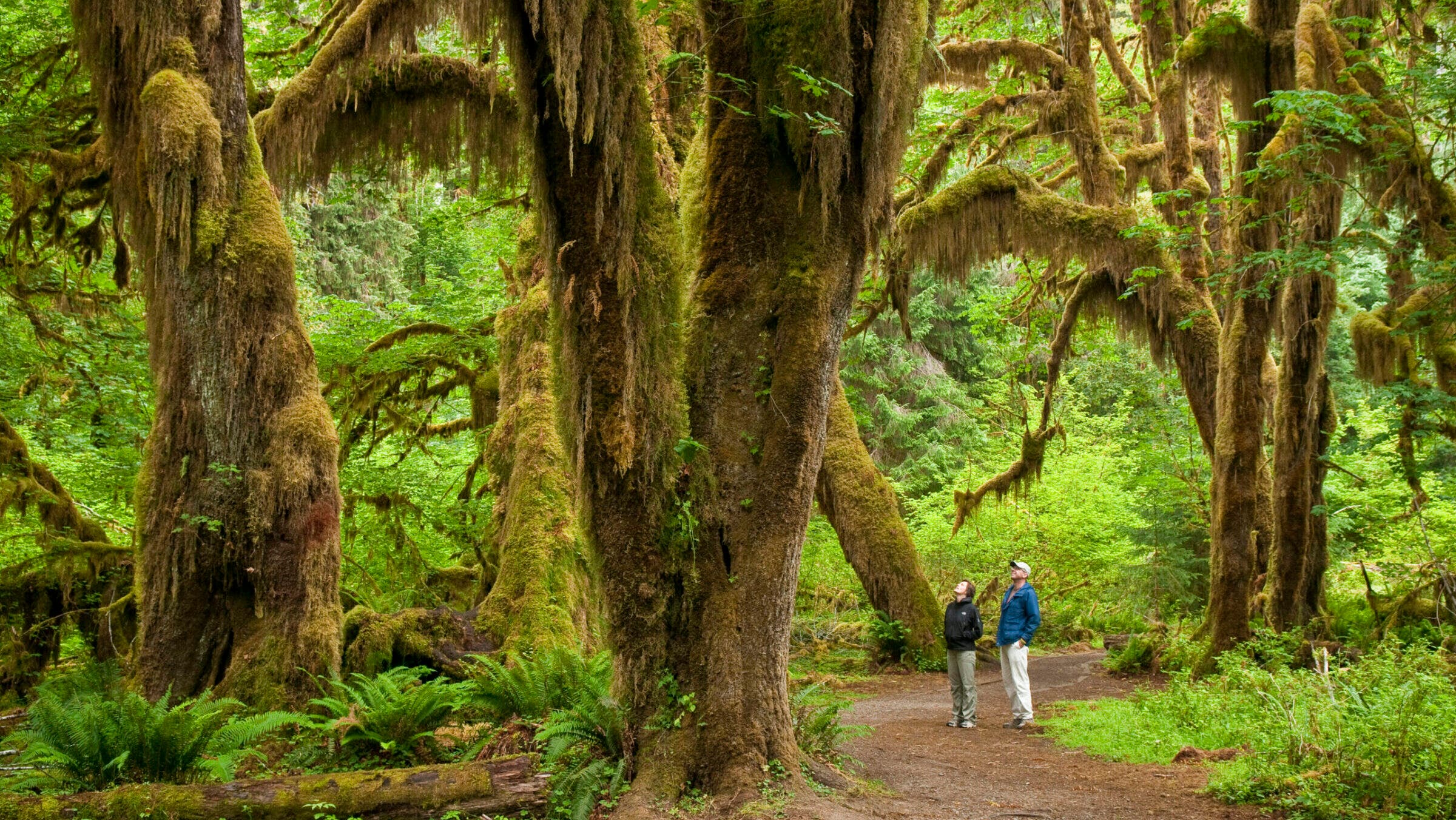 Bigleaf maple trees in the Hall of Mosses Trail, Hoh Rainforest, Olympic National Park, Washington.
