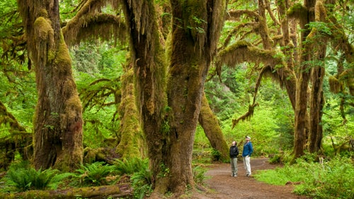 Bigleaf maple trees in the Hall of Mosses Trail, Hoh Rainforest, Olympic National Park, Washington.