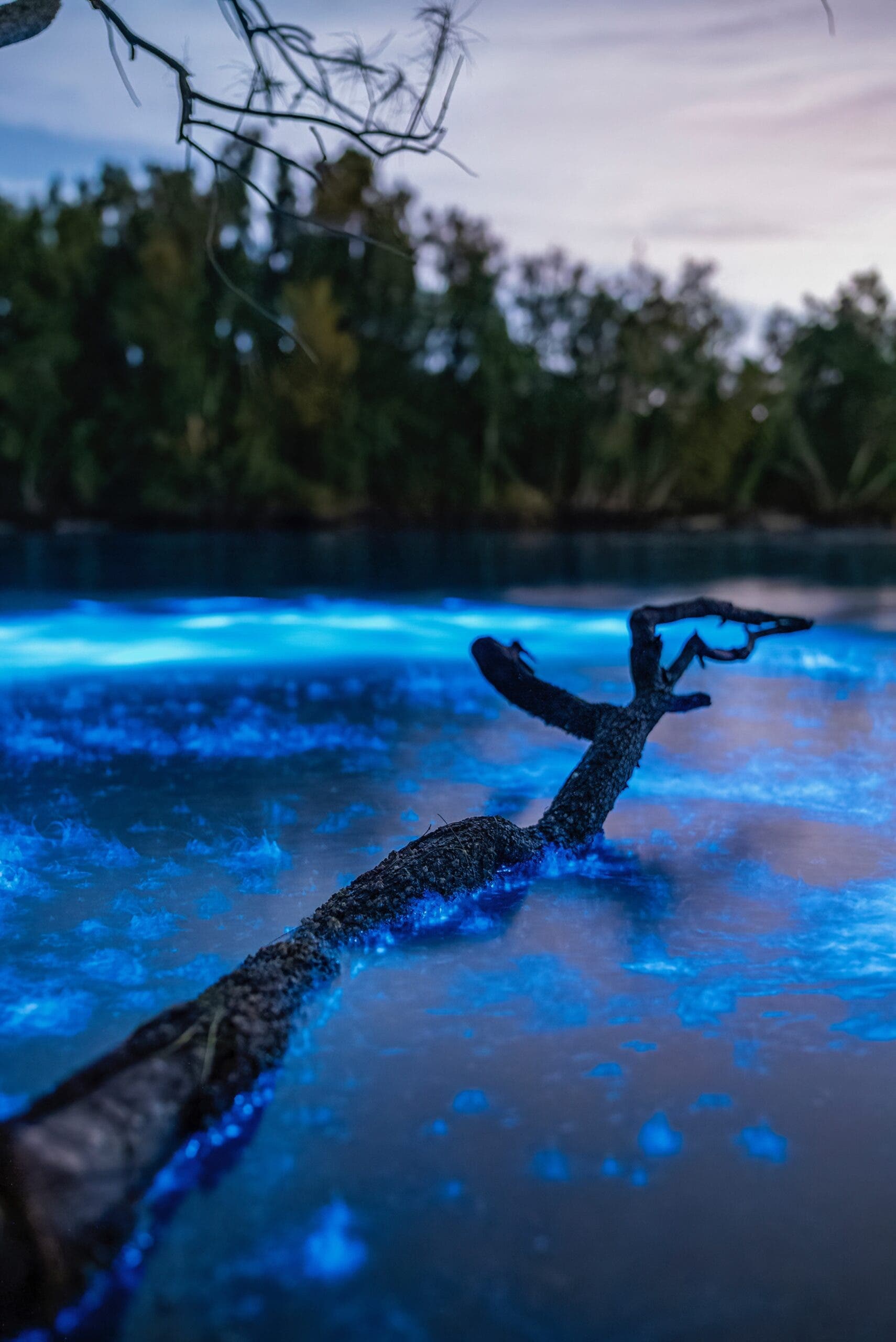 Bioluminescence lagoon florida