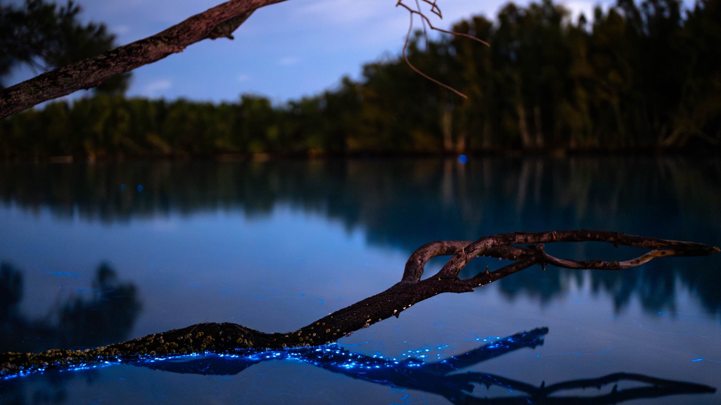 Bioluminescence in Florida