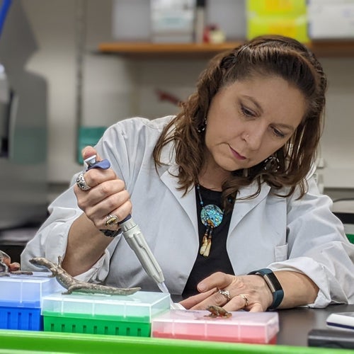Laura Hauck extracts DNA from timber wood samples.