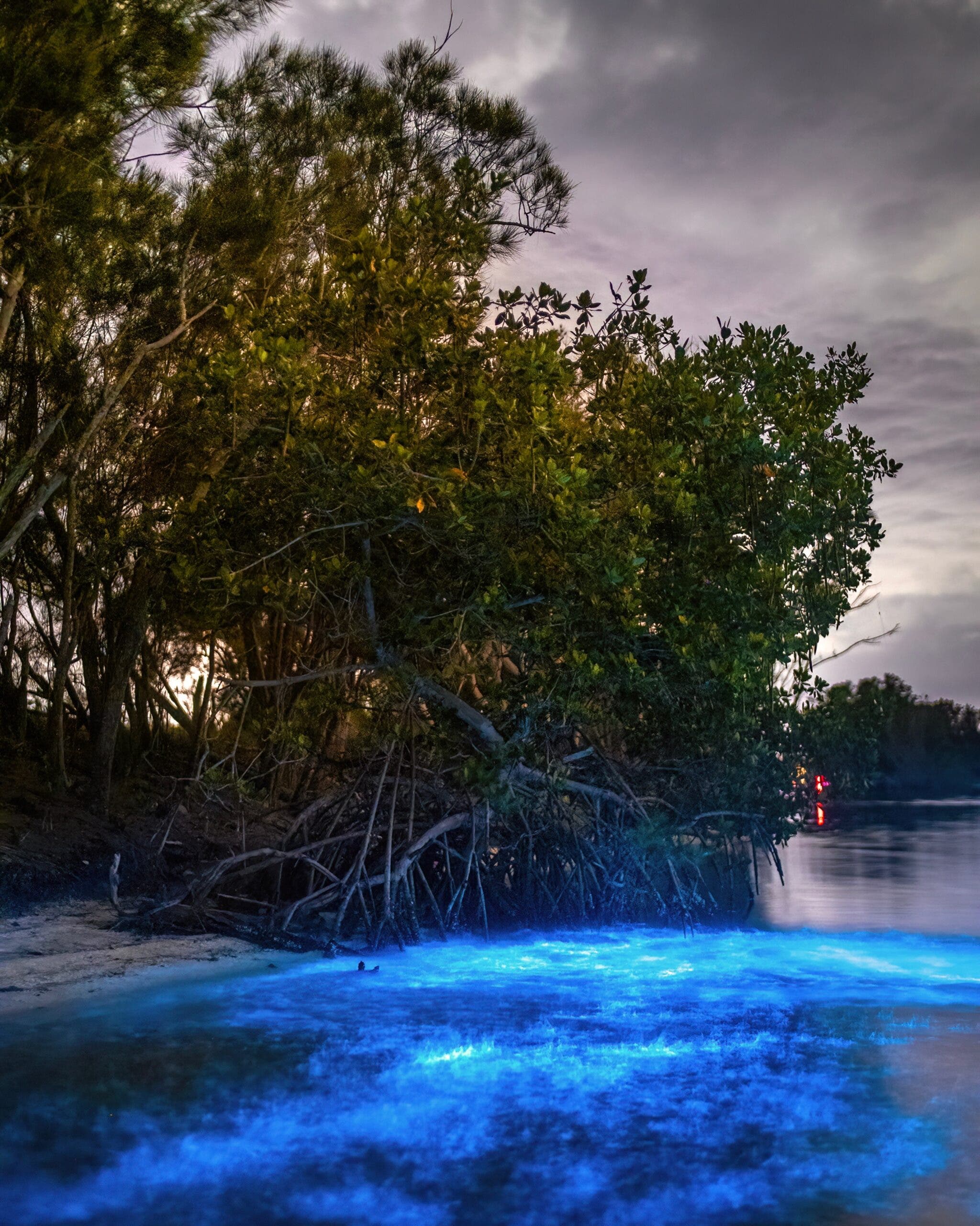 Bioluminescence in Florida