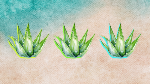 Aloe vera plants on beach background