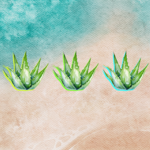 Aloe vera plants on beach background