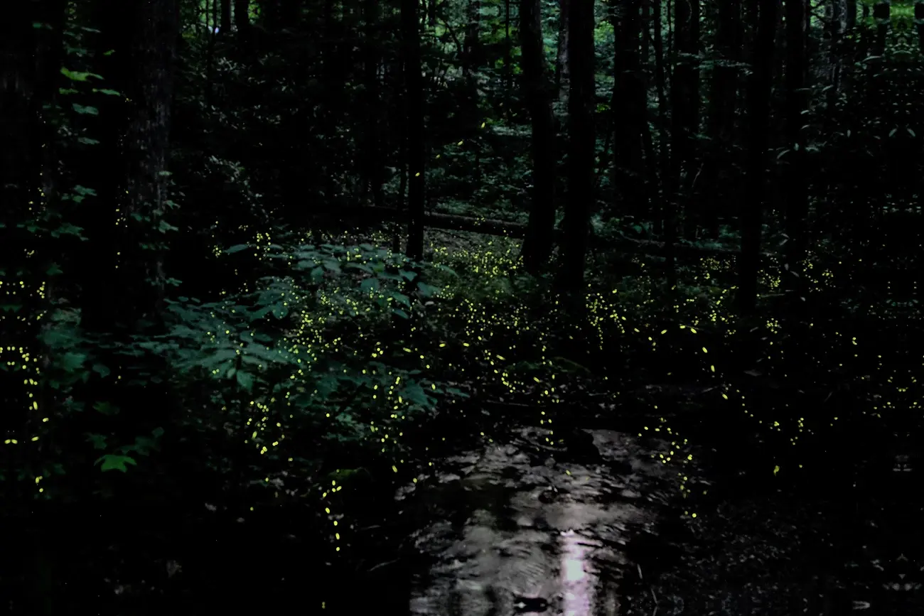 Fireflies in Great Smoky Mountains