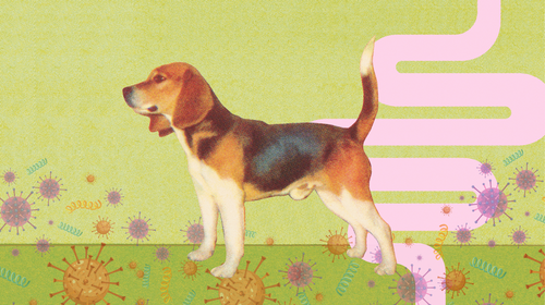 A beagle on a green background surrounded by graphic representations of gut microbes, a pink graphic of the intestines is shown to represent the link between dogs, pets and gut health