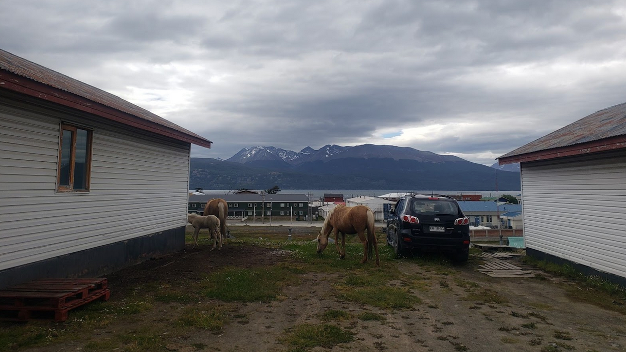 Horses in Puerto Williams