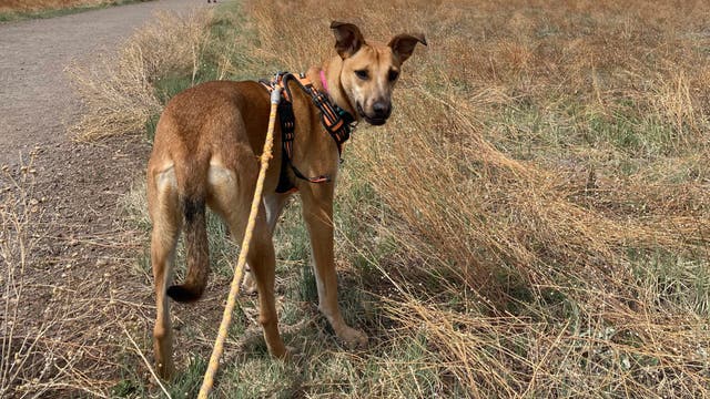 Hiking with Your Dog? Watch Out for These Dangerous Plants