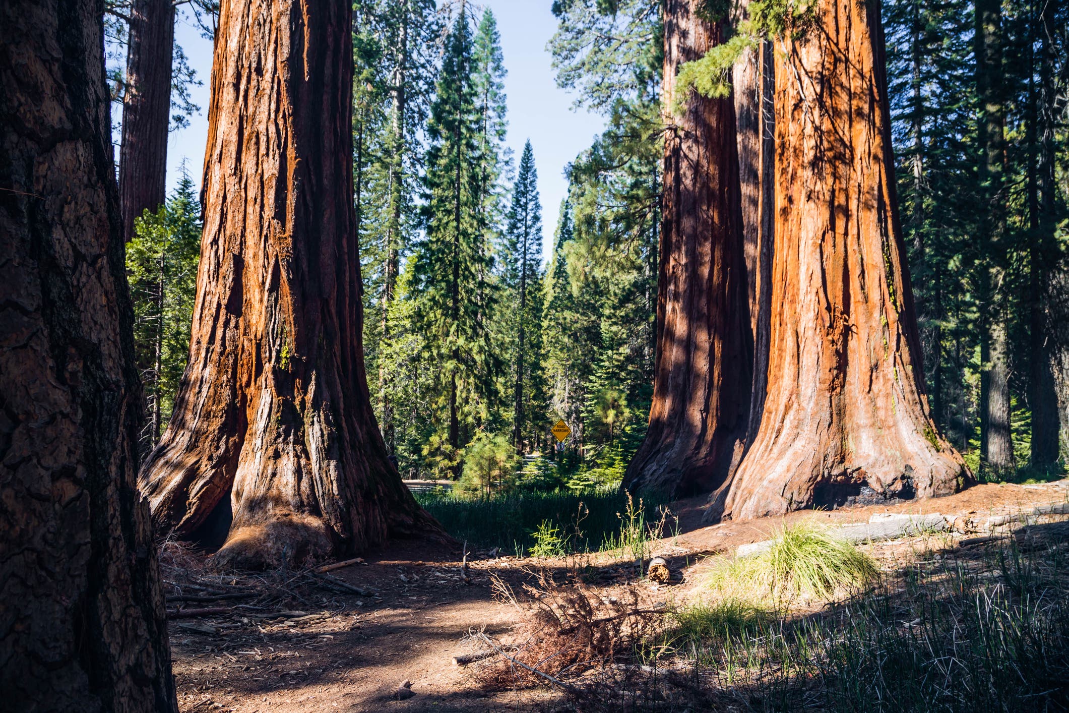 Mariposa Grove in Yosemite National Park