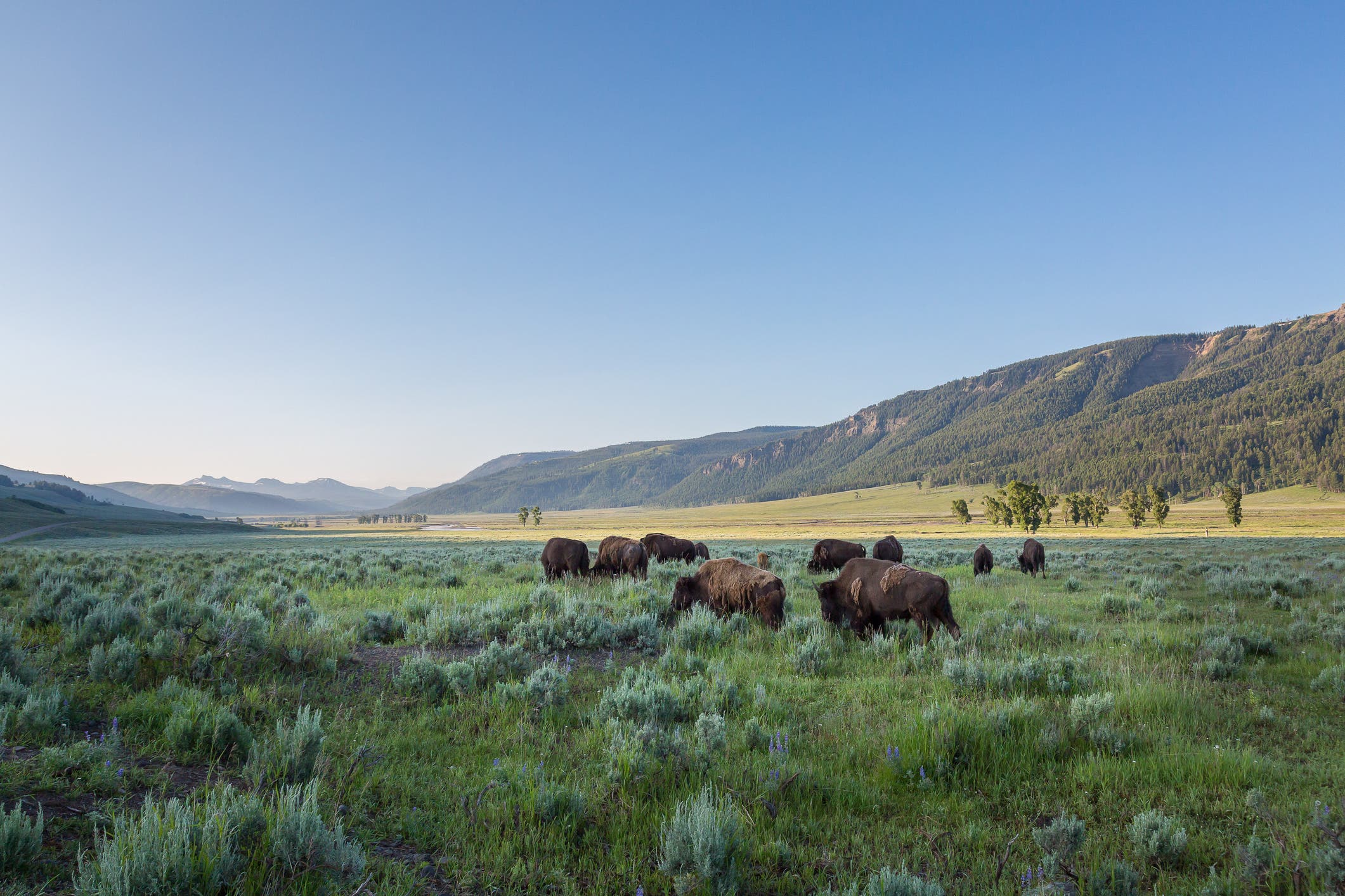 Yellowstone National Park
