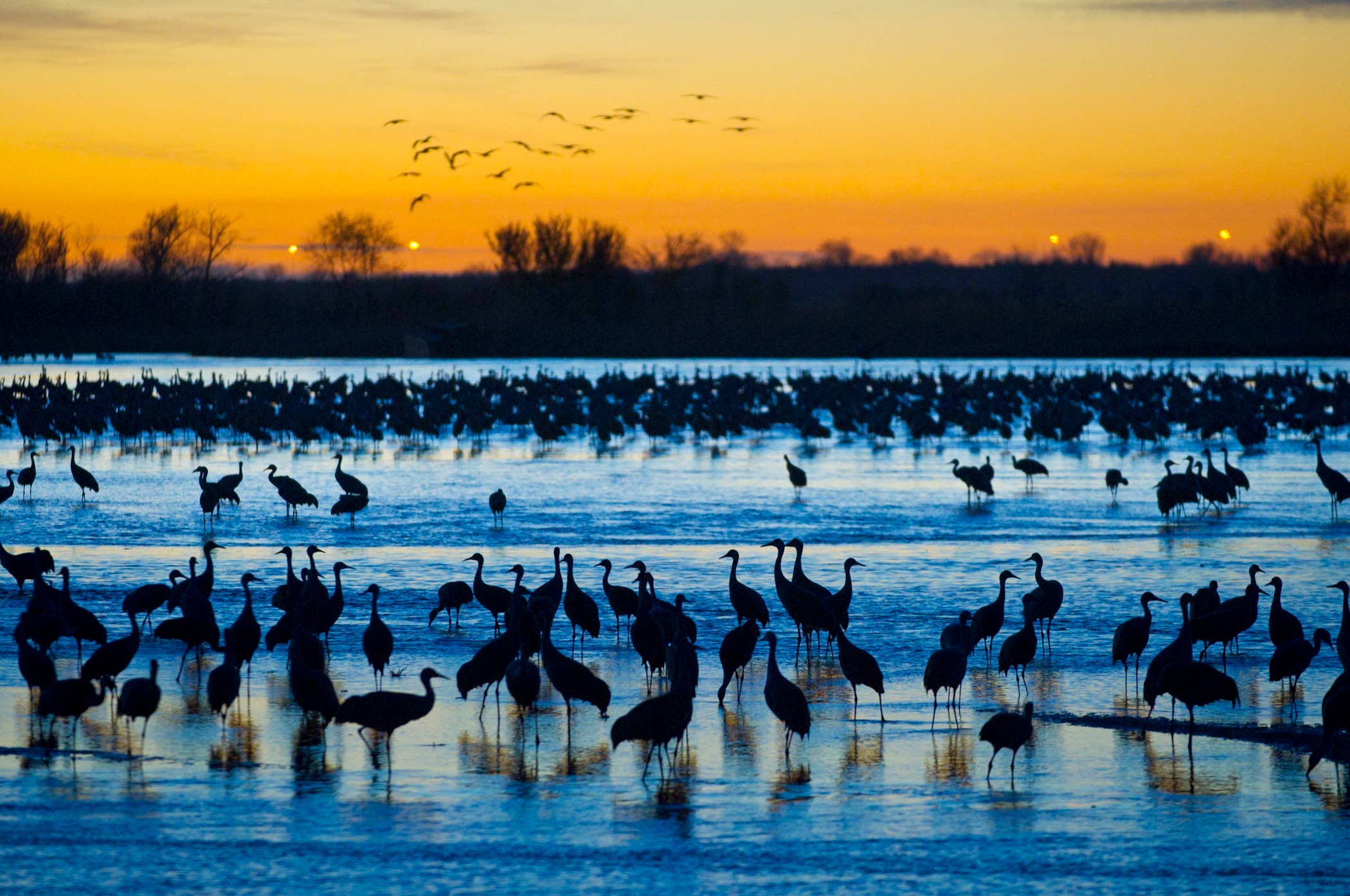 Sandhill Crane Migration