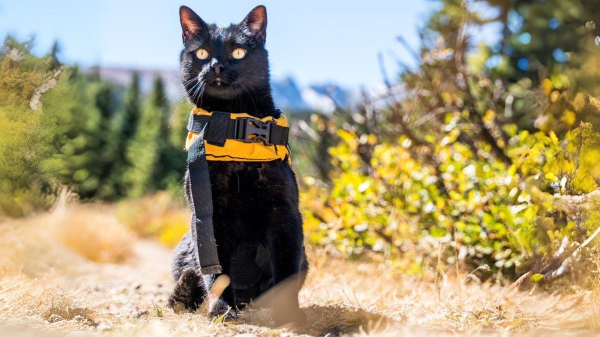 Why Cats Make the Purr-fect Companions for Runners