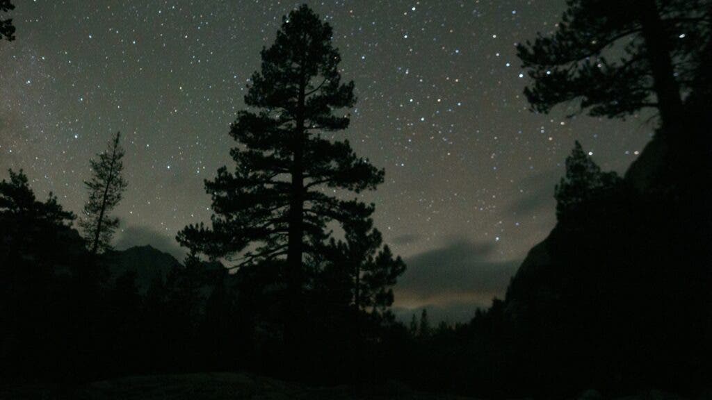 Glimpse starshine through redwood boughs in Sequoia National Park.