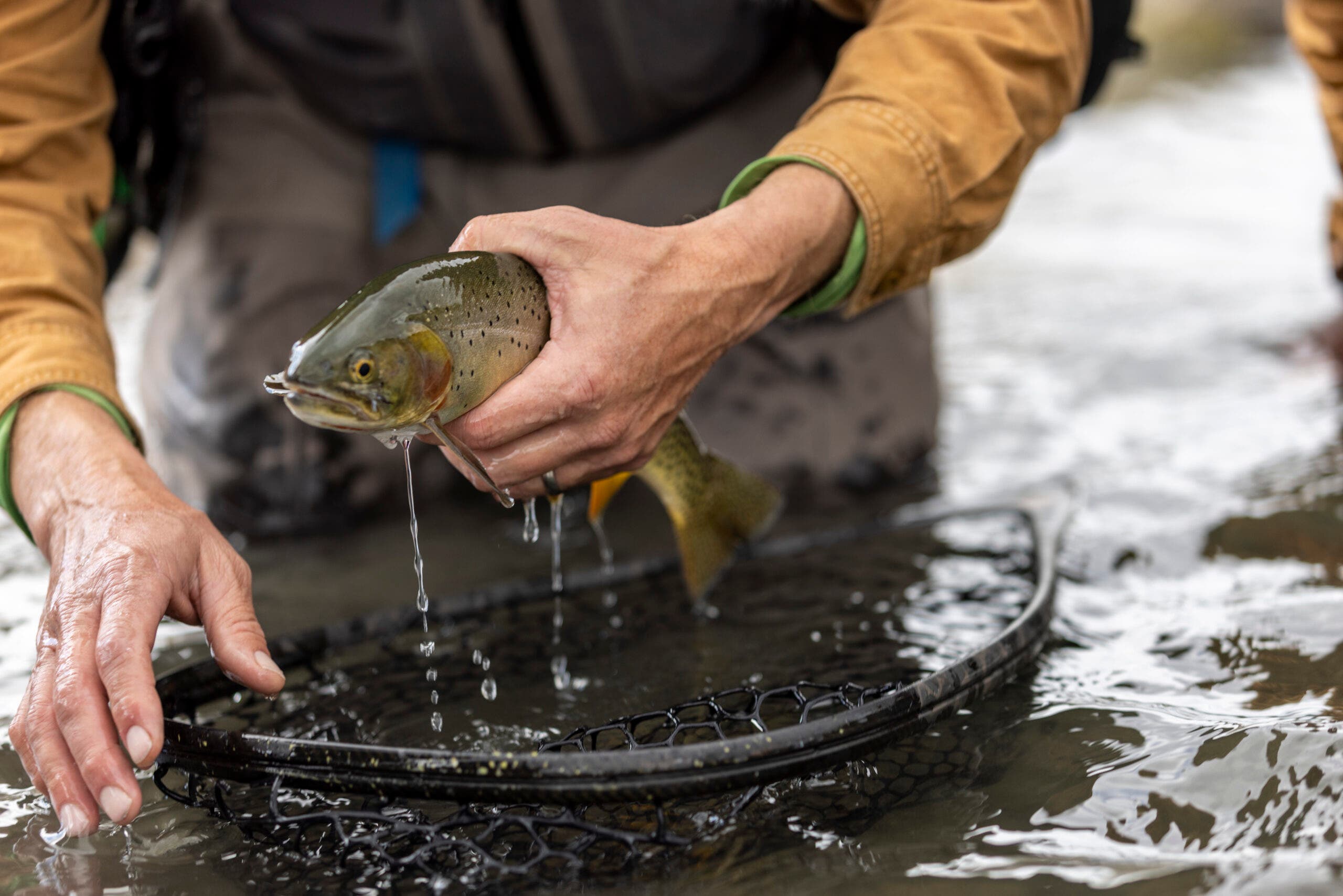 Saving Yellowstone’s Native Trout