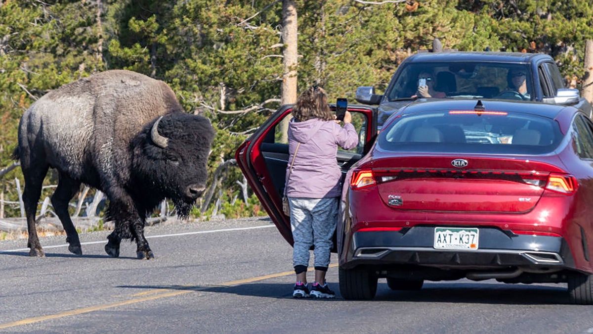 Another Tourist in Yellowstone Got Too Close to a Bison. It Gored Him.