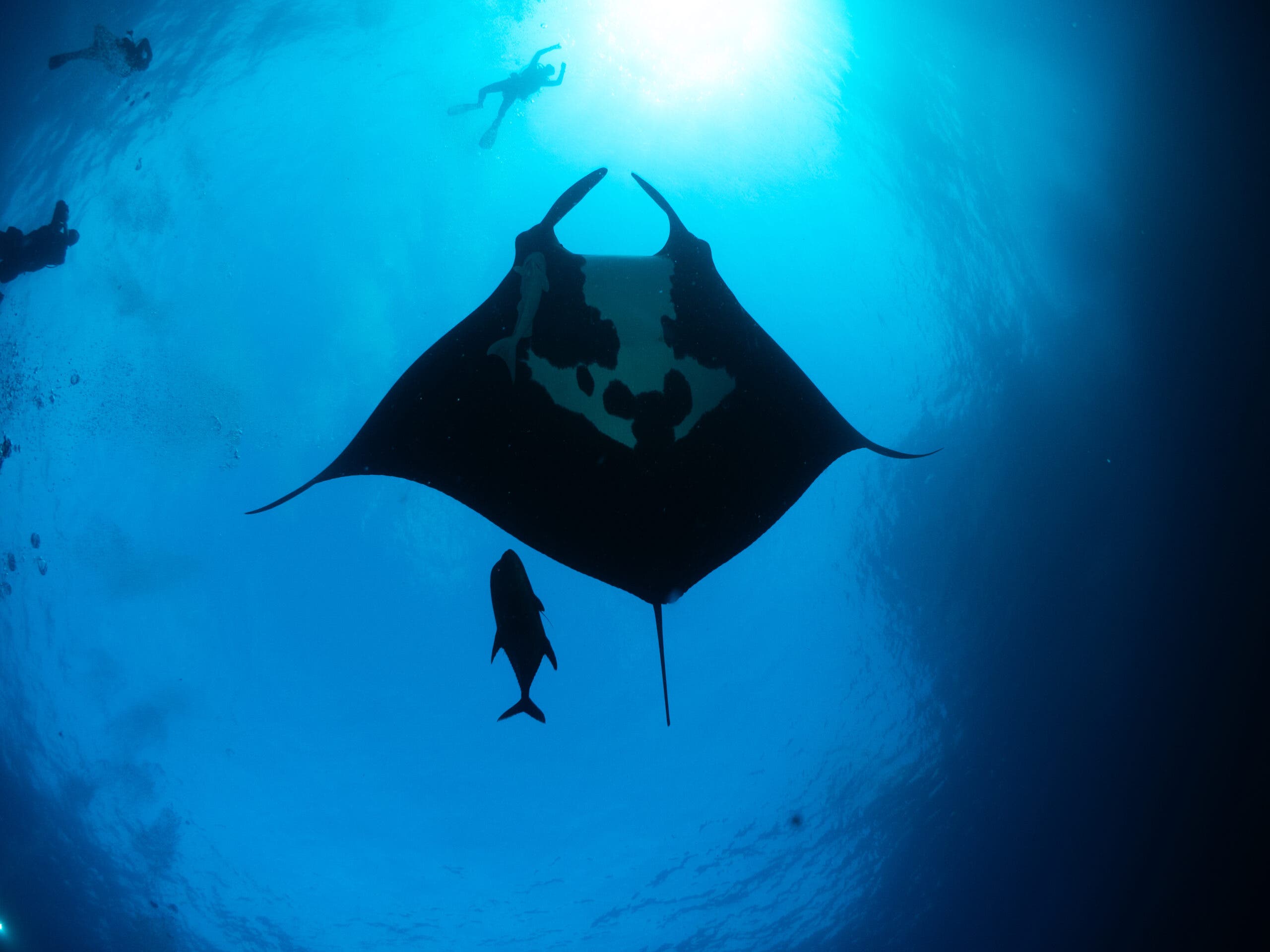 The giant manta ray is the world’s largest ray with a wingspan of up to 26 feet.