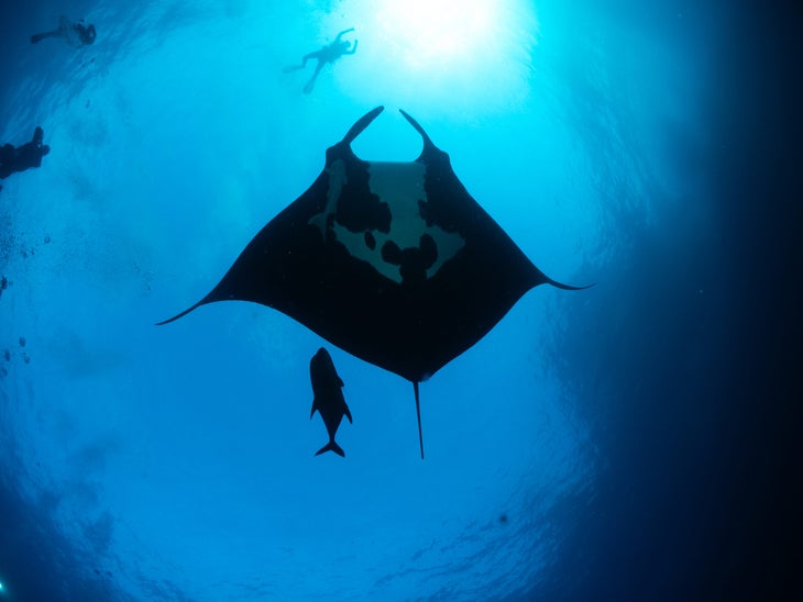 The giant manta ray is the world’s largest ray with a wingspan of up to 26 feet. 