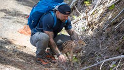 When Is It OK to Rescue a Wild Animal?