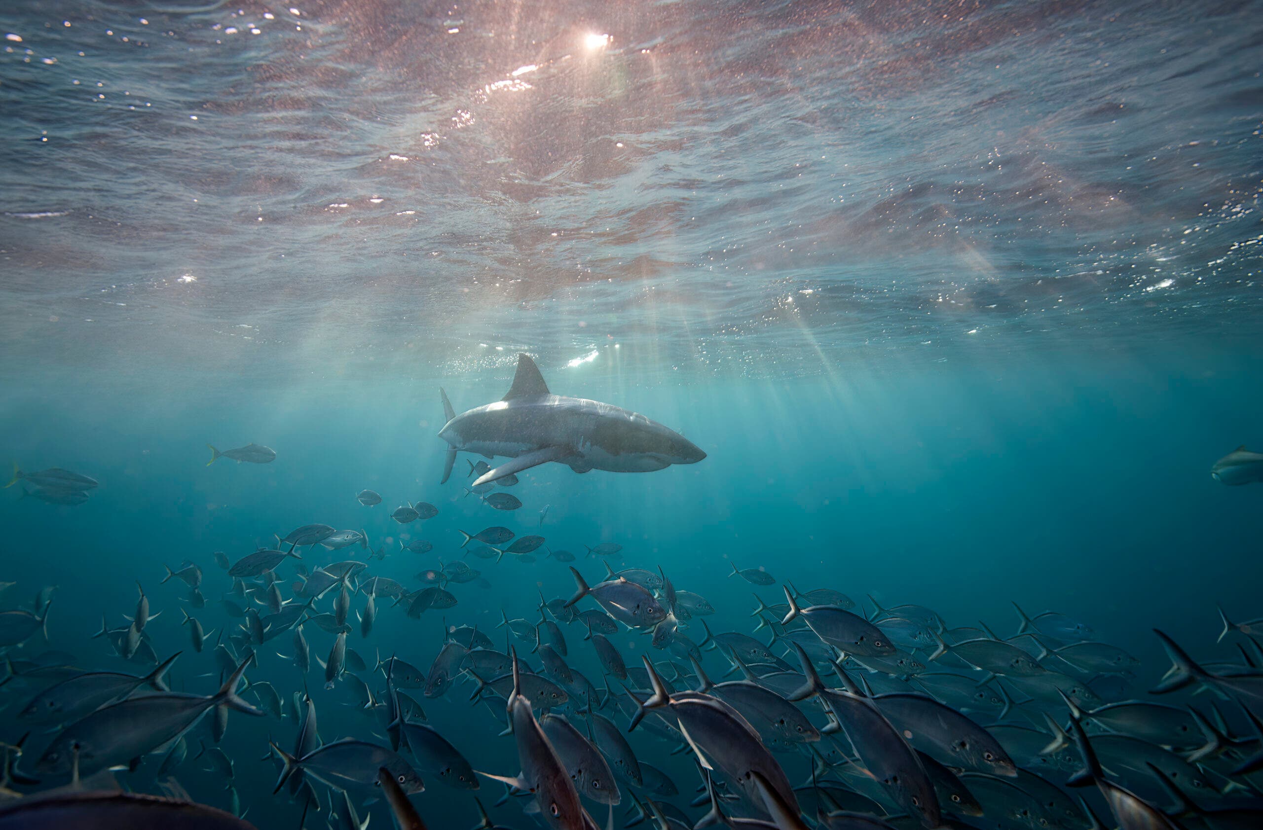 A juvenile great white shark swims near the surface.