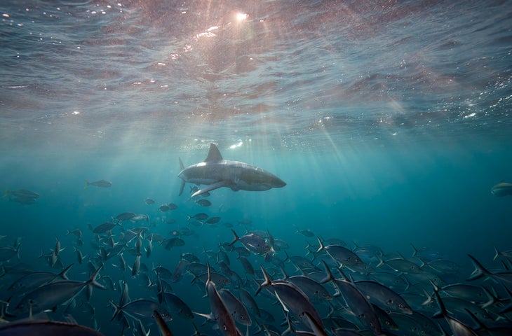 A juvenile great white shark swims near the surface.