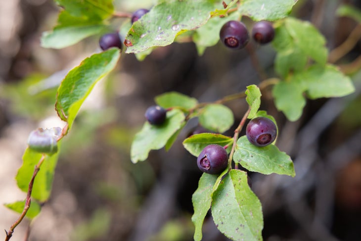 Huckleberry