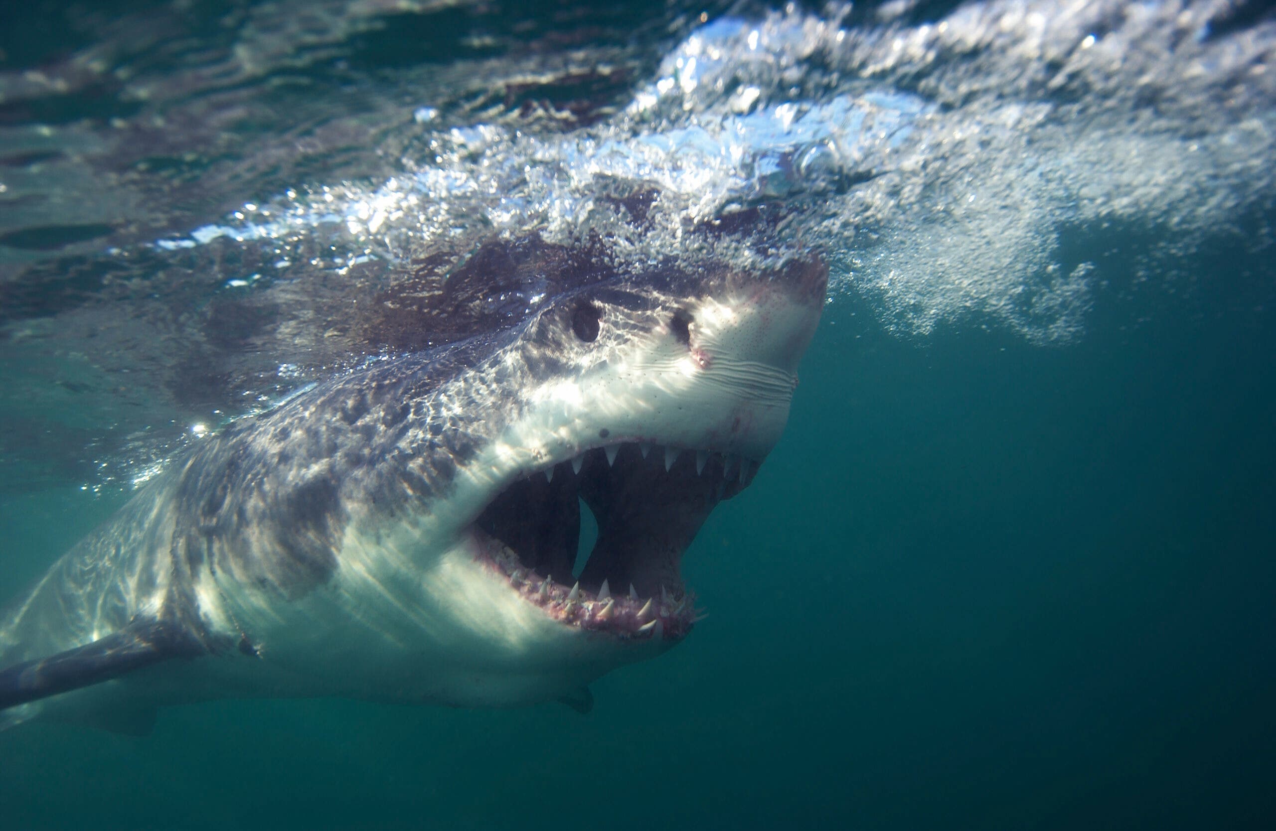 Great white shark swimming with mouth open