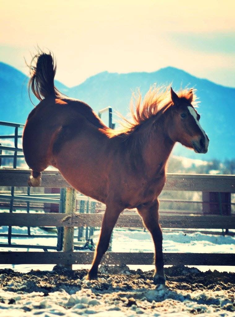 Siri Lindley's horse Savannah