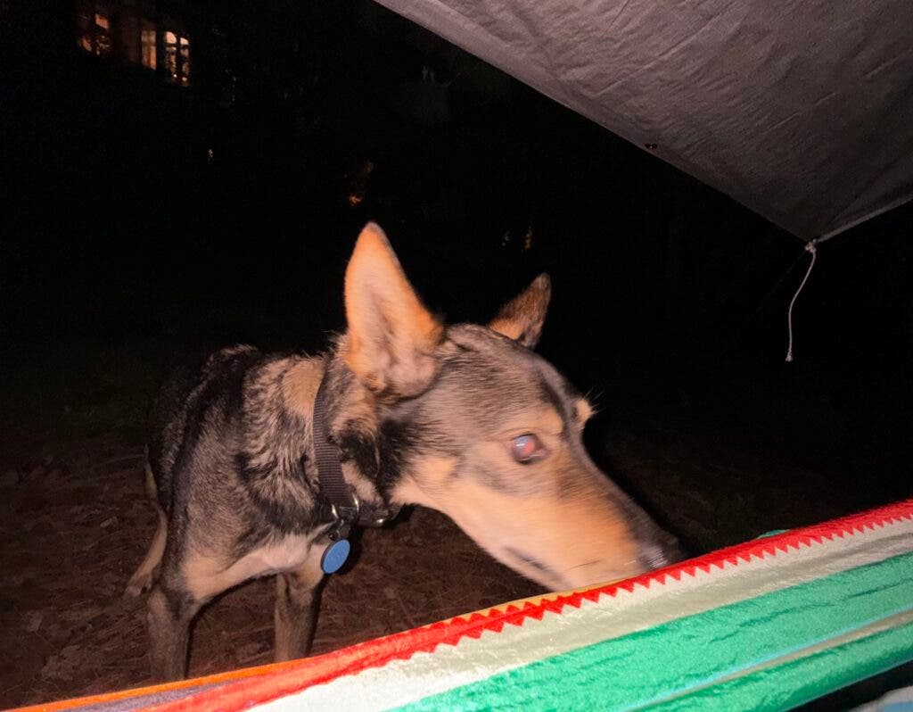 A brown dog sniffs the edges of a hammock at night