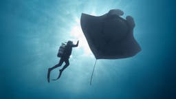 ‘The Last Dive’ Follows a Diver’s 20-Year-Long Friendship With a Giant Manta Ray