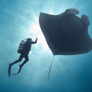 The Last Dive documentary film tells how a friendship with a giant Pacific manta ray turned an ex-Hells Angel sailor into a conservationist.