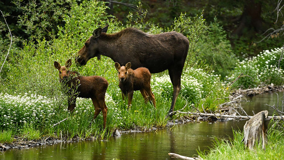 A Flurry of Moose Attacks in Colorado Prompts a Warning to Dog Owners