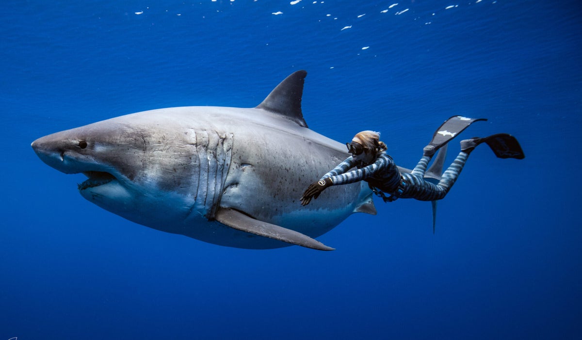 New Netflix Doc “Shark Whisperer” Dives Into Ocean Ramsey’s Controversial Activism